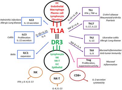 TL1A (TNFSF15) and DR3 (TNFRSF25): A Co-stimulatory System of Cytokines With Diverse Functions in Gut Mucosal Immunity